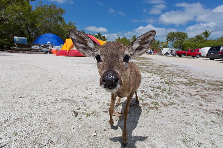 Tourismus Human Impact Key Hirsch Odocoileus virginianus Key Deer